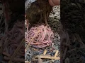 Passive way to gather your composting worms