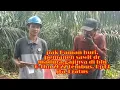 Download Lagu gaji pemanen sawit tembus 11 juta 3ratus di bln 6 thn 2022 luar biasa