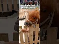 Download Lagu Kuda Poni Lucu Makan dengan Lahap ! 🐴🥕 #funny #animals #kudaponi #horse #fyp #funnycute