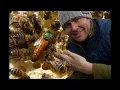 Download Lagu How To Requeen A Beehive