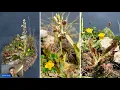 Why Dioramas matter - and how they are made