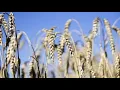 A Lot More Upside for Wheat Prices Says CBA s Gorey