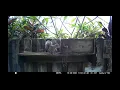 Squirrel vs Conibear Trap
