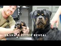 A-Sasha Blackntan Pearls Guardian Apex Von Gottschalk German Rottweiler Puppies Litter Reveal