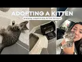 I ADOPTED A KITTEN prepping adoption first 24 hrs