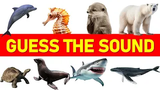 Sea Animal Sound Challenge Can You Guess The Mysterious Calls Of The Deep 
