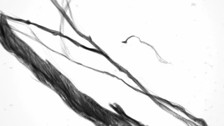 عصفور طل من الشباك مقطع بدون موسيقي 