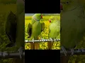 Download Lagu Cute 🥰 Two Parrot 🦜 #popat