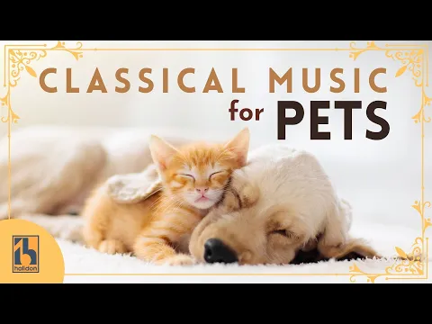 Classical Music for Pets | Calming and Reassuring Music for Your Dogs, Cats, and Other Pets