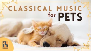 Classical Music for Pets | Calming and Reassuring Music for Your Dogs, Cats, and Other Pets