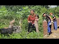 Download Lagu Mother and daughter repair house and herd goats engineer goes to work at construction site