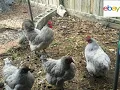 Hatching Eggs Bought Through Ebay
