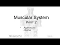 Appendicular Muscles BIO 201 Human Anatomy Physiology I