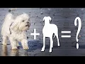 Top 10 Gorgeous Maltese Mixes Dog Breeds Maltese Mix