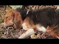 Download Lagu The Last Strength: A Stray Dog’s Heartbreaking Fight for Life\