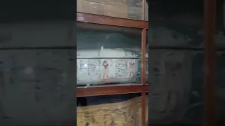 مصري هي امي نلها جو دمي شمسها في سماري حتي لوني قمحي 