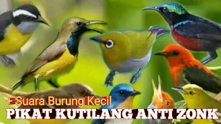 ampuh suara kutilang ribut memikat burcil