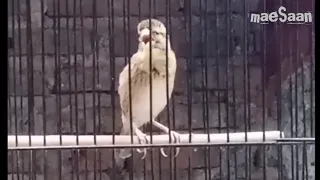 tembakan kasar manyar masteran