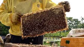 Download Huge Number of Bees! Honey Mass Production Process by Korean Beekeeping Farm MP3