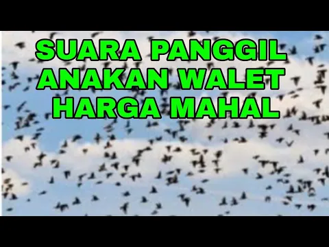 Download MP3 SUARA PANGGIL ANAKAN WALET HARGA MAHAL
