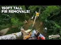 150 Fir Removals with the Arborist DREAM TEAM
