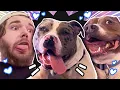 Meet Bruce the dog that adopted me and Chester