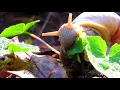 schnecke, fressend