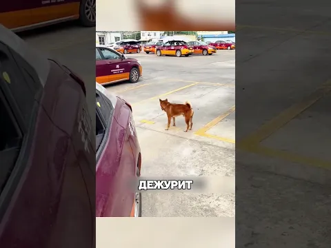 Умный пёс СТАЛ лучшим инструктором 😱🔥🐶