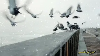 اجمل صوت قران وليد ابراهيم الطور العراقي حالات واتساب 