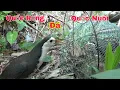 Download Lagu Cao Thủ Bẫy Quốc Rừng,Quá Đơn Giãn,Có Thể Nhiều Người Chưa Biết ?