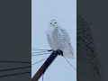 Lagu Burung langka disukai penyihir Hogwart #snowyowl #burunghantu #burungmalam #birdwatching