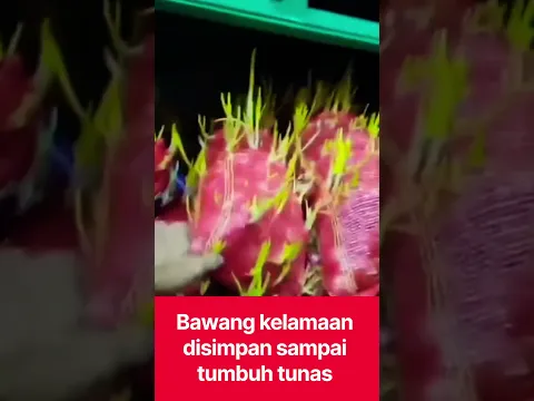 tumbuh tunas