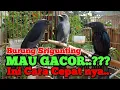 Download Lagu Cara Perawatan Burung Srigunting Cepat Gacor