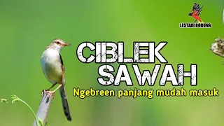 Download CIBLEK SAWAH | CIWAH NGEBREN LAGU ENAK UNTUK MASTERAN BURUNG KICAU | PRENJAK PARI MUDAH MASUK MP3