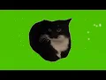 Maxwell the Cat Green Screen