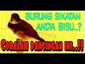 Lagu Sikatan Gacor || Burung Sikatan anda bisu, Cobalah suara pancingan ini