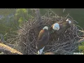 Welcome to Season 14 of the Southwest Florida Eagle Cam