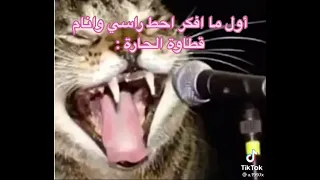 موال قط 