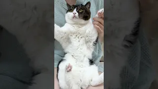まいたけダンス 猫が踊ってみた 