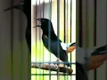 Download Lagu Tembakan murai batu isian lovebird