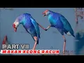 Download Lagu 🔴#Pikat Suara Burung Mandar Biru Asli Sangat Jernih dan Ampuh Untuk Memancing Jantan dan Betina‼️