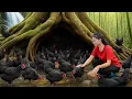 Lagu Full Video: Harvest 1000 kg of Giant Mutant Black Chickens - Bringing Them to Market | Lucii Harvest