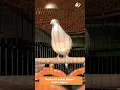 Download Lagu Zebra Dove call Perkutut Lokal Gacor Suara Rapet Pancingan Paling Ampuh  #perkututgacor #birds