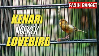 masteran kenari full isian gacor dor ngekek seperti lovebird fasih banget