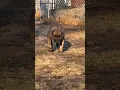 Download Lagu 220lbs MONSTER dog meet “Vader” 👀 #dog #viral #shorts #presacanario