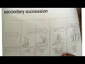 how to draw secondary succession