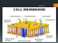 9th Chapter 4 Cell Membrane