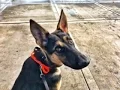 7mo German Shepherd Bailey Best German Shepherd Off Leash K9 Training in Phoenix AZ