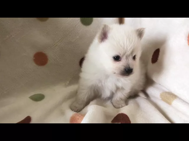 動画