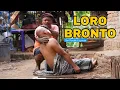 Download Lagu LORO BRONTO || EPS 116